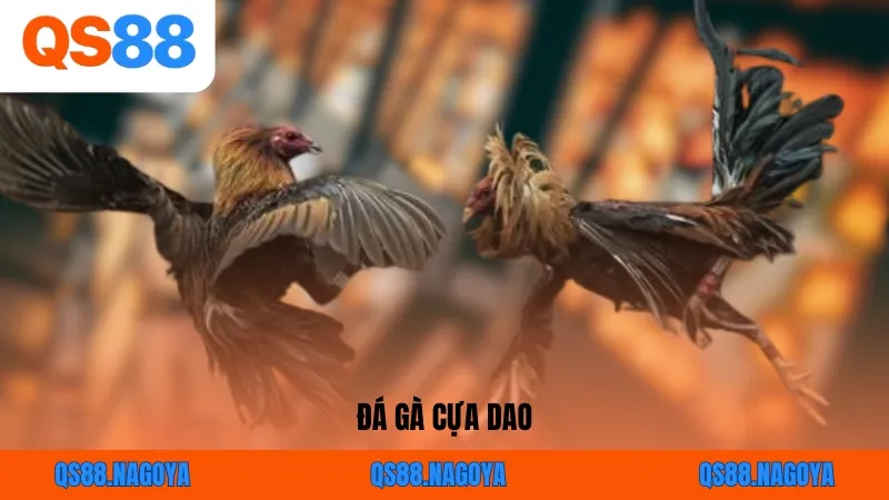 Đá Gà Cựa Dao - Nắm Bắt Quy Tắc Cơ Bản Khi Giải Trí Tại QS88