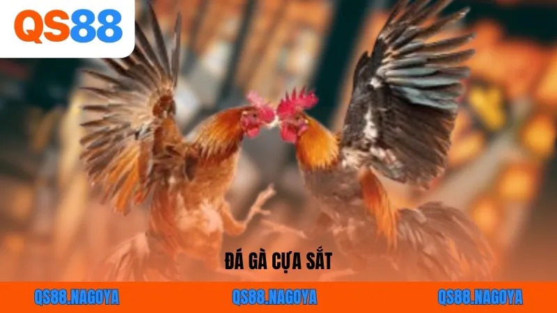 Đá Gà Cựa Sắt: Mãn Nhãn Với Từng Màn Giao Đấu Của Chiến Kê Trên QS88