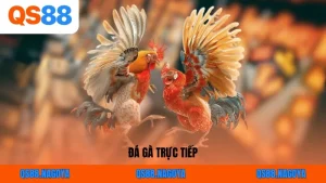 Đá Gà Trực Tiếp – Link Xem Thomo HD & Mẹo Cược Bất Bại Cùng QS88
