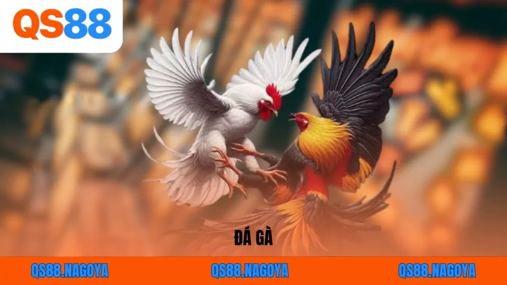 Đá gà QS88 được nhiều người chơi lựa chọn nhờ tính giải trí cao và không khí thi đấu sôi động