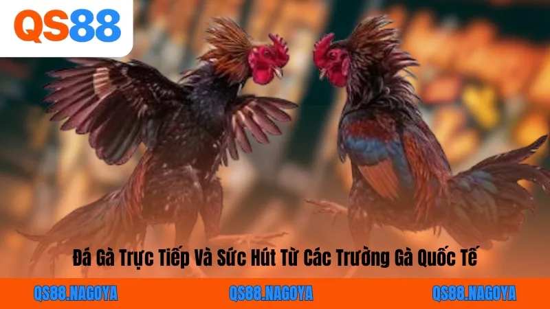 Đá Gà Trực Tiếp Và Sức Hút Từ Các Trường Gà Quốc Tế