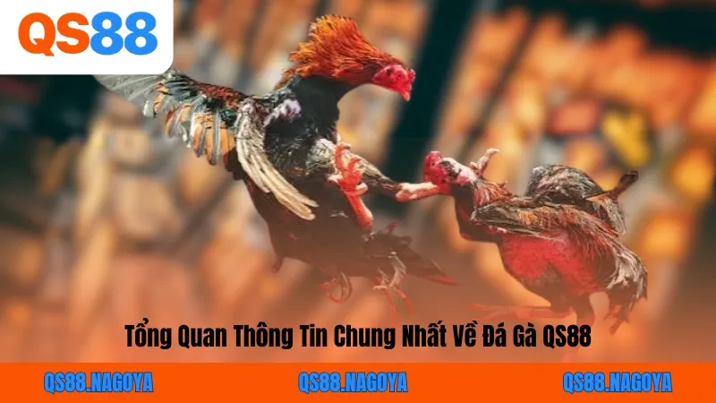 Tổng Quan Thông Tin Chung Nhất Về Đá Gà QS88