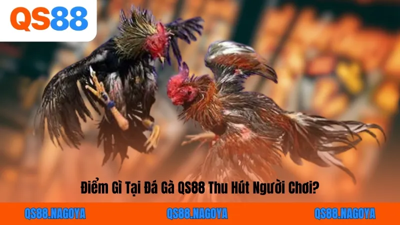 Điểm Gì Tại Đá Gà QS88 Thu Hút Người Chơi?